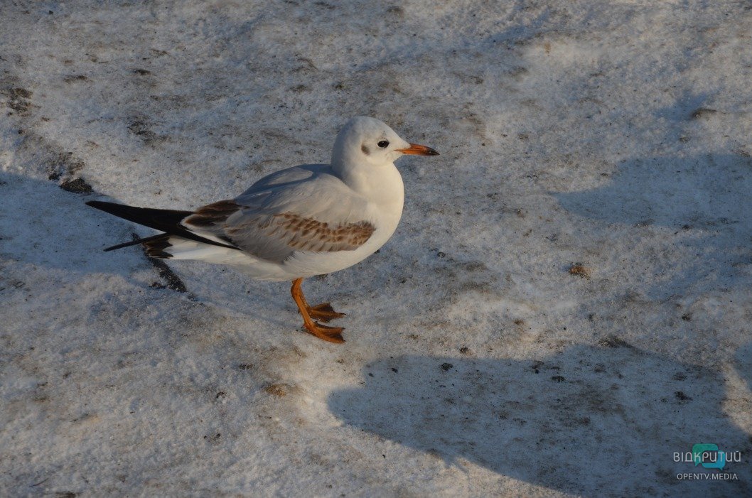 В днепровском парке Глобы замерзло озеро: более 300 птиц собрались у берега - рис. 4