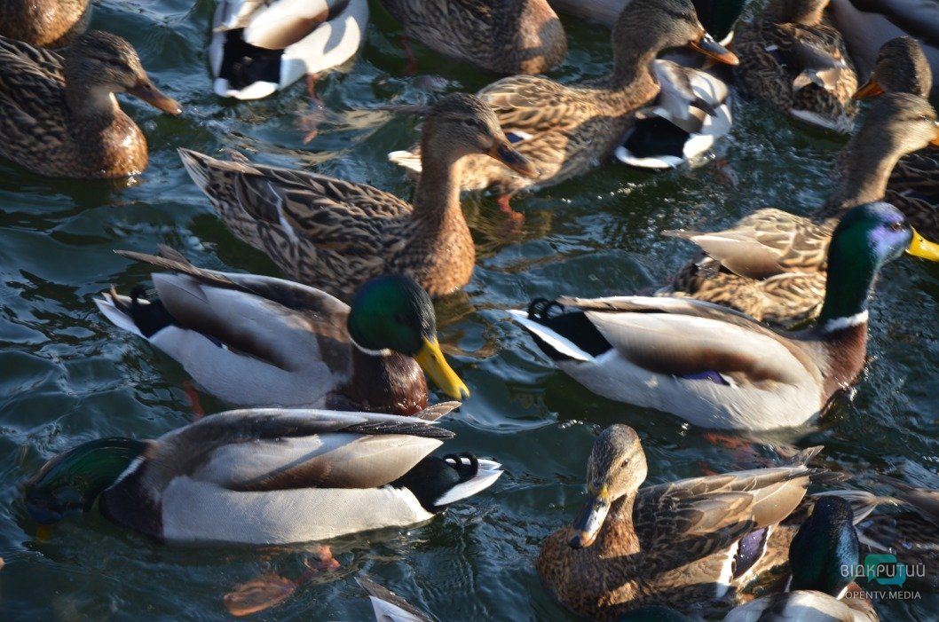 В днепровском парке Глобы замерзло озеро: более 300 птиц собрались у берега - рис. 2