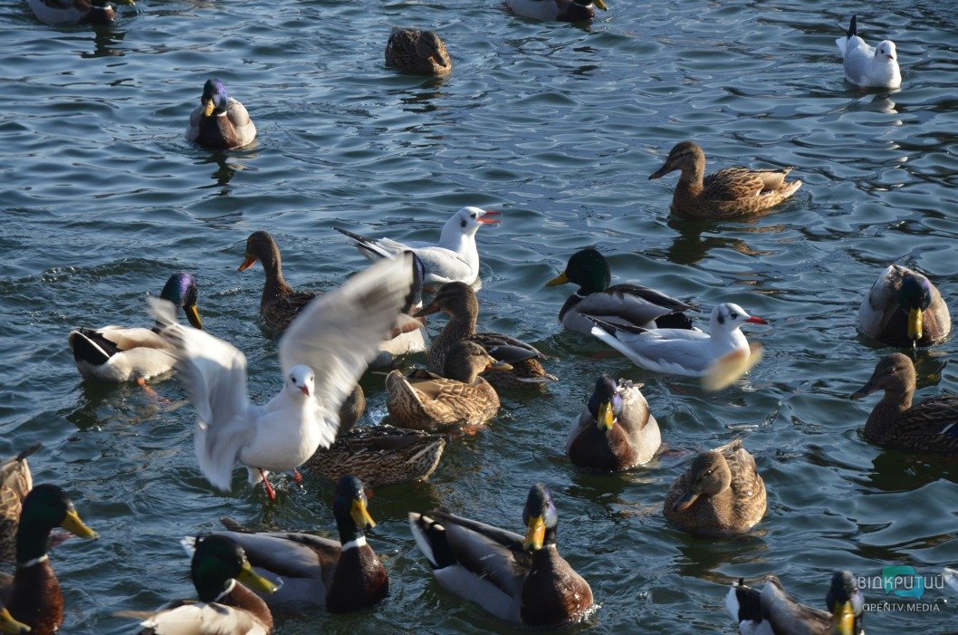 В днепровском парке Глобы замерзло озеро: более 300 птиц собрались у берега - рис. 5