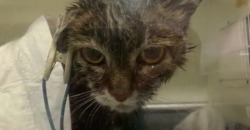 Днепровские ветеринары спасли кошку, которая чуть не сгорела заживо - рис. 7