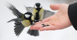 Никакого хлеба: как правильно подкармливать птиц и помочь им перезимовать - рис. 6