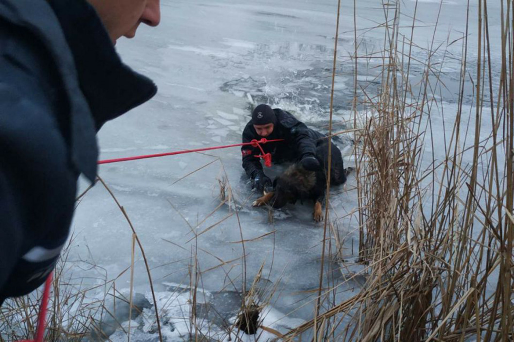 В Днепре спасатели вытащили собаку, которая провалилась под лед - рис. 3
