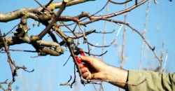 В Днепре на Лоцманском спуске будут омолаживать тополя - рис. 16