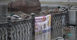 Потоп в парке Глобы: утки снова плавают по аллеям (ФОТОРЕПОРТАЖ) - рис. 11