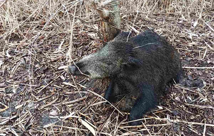 В лесу на Днепропетровщине в ловушке браконьеров погибла беременная самка дикого кабана - рис. 2