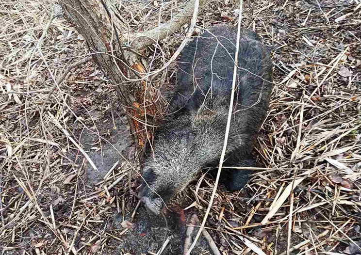 В лесу на Днепропетровщине в ловушке браконьеров погибла беременная самка дикого кабана - рис. 3