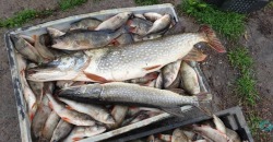 На Днепропетровщине задержали более 700 браконьеров, ловивших рыбу в период нереста - рис. 22