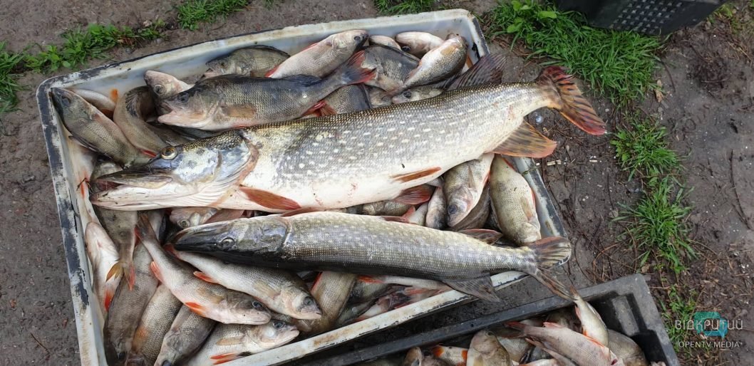 На Днепропетровщине задержали более 700 браконьеров, ловивших рыбу в период нереста - рис. 1