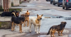 Что делать: в Днепре бродячие собаки чувствуют себя хозяевами улиц - рис. 7