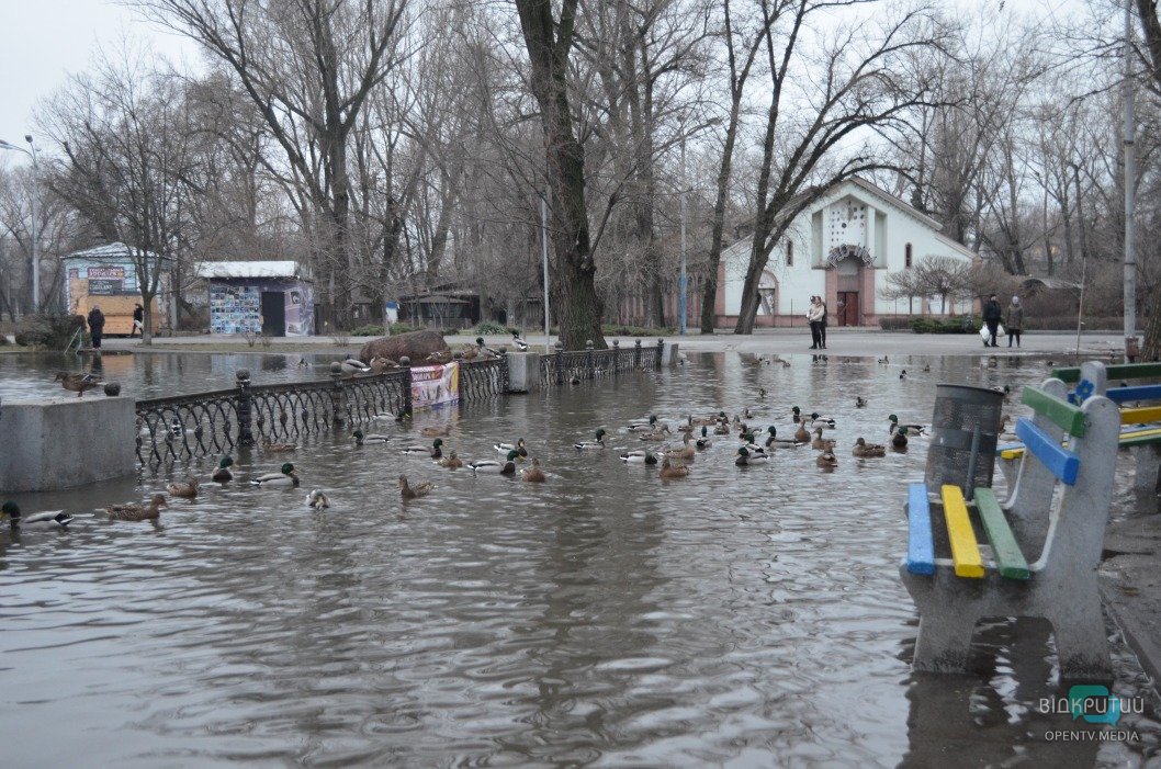 Потоп в парке Глобы: утки снова плавают по аллеям (ФОТОРЕПОРТАЖ) - рис. 10