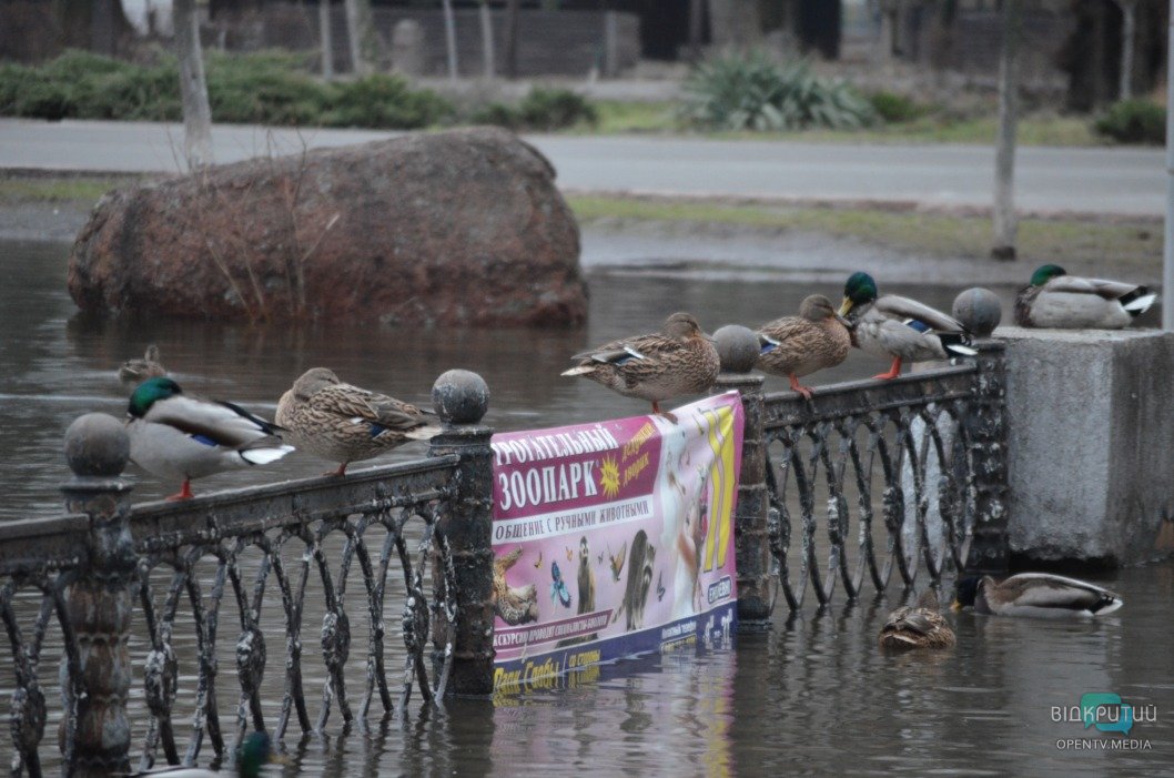 Потоп в парке Глобы: утки снова плавают по аллеям (ФОТОРЕПОРТАЖ) - рис. 16