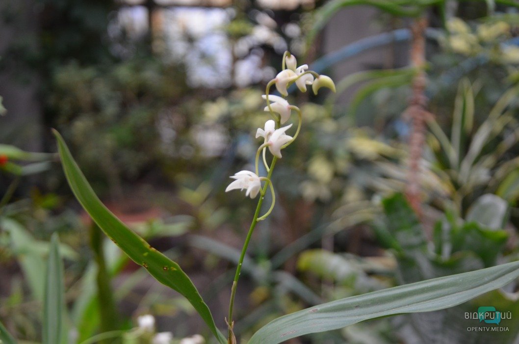 В ботаническом саду Днепра расцвели редкие растения: живое чудо - рис. 2