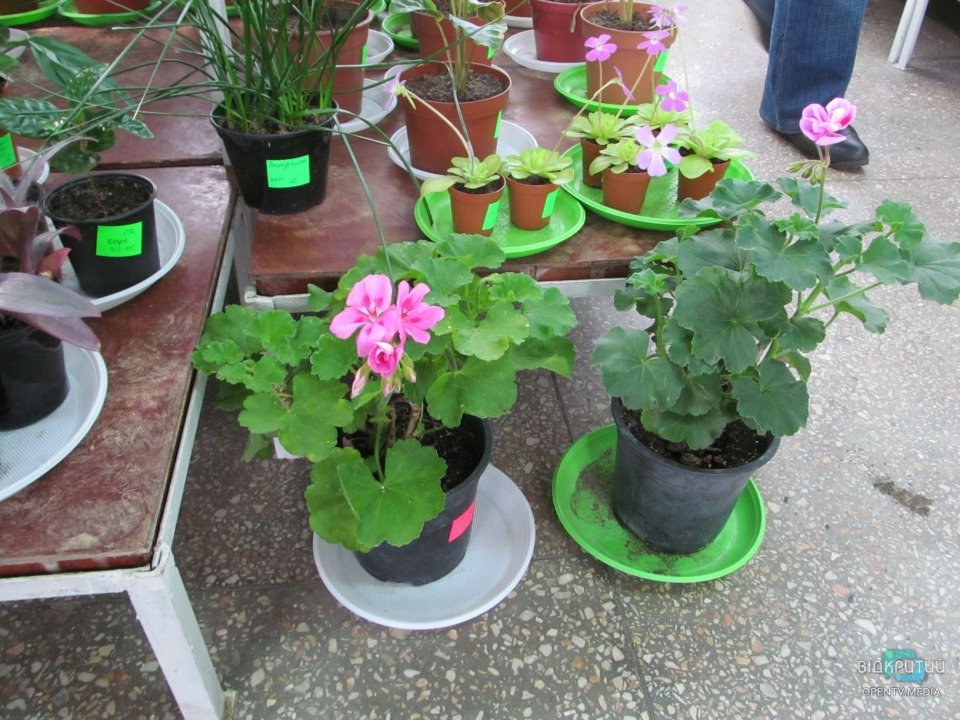 В Днепровском ботаническом саду открылась выставка-продажа цветов (ФОТО) - рис. 9
