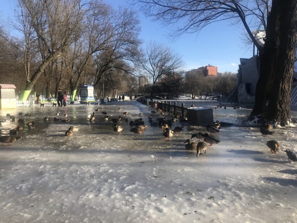 Озеро в парке Глобы замерзло: утки ходят по обледеневшим аллеям (ФОТО) - рис. 2