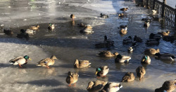Озеро в парке Глобы замерзло: утки ходят по обледеневшим аллеям (ФОТО) - рис. 9