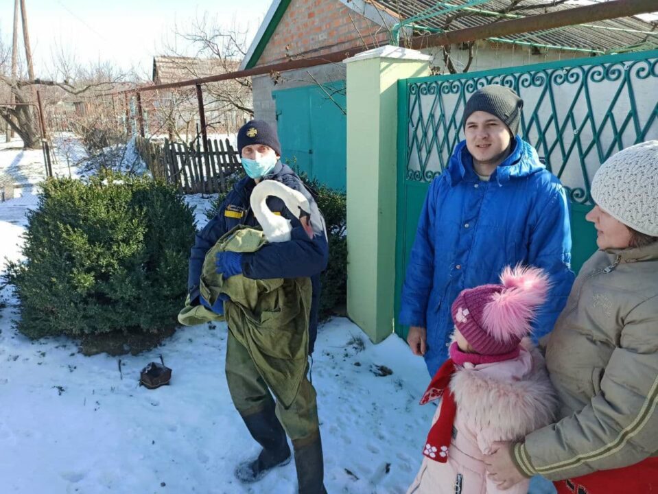 В Покрове спасли лебедя, который вот-вот мог погибнуть (ФОТО) - рис. 5