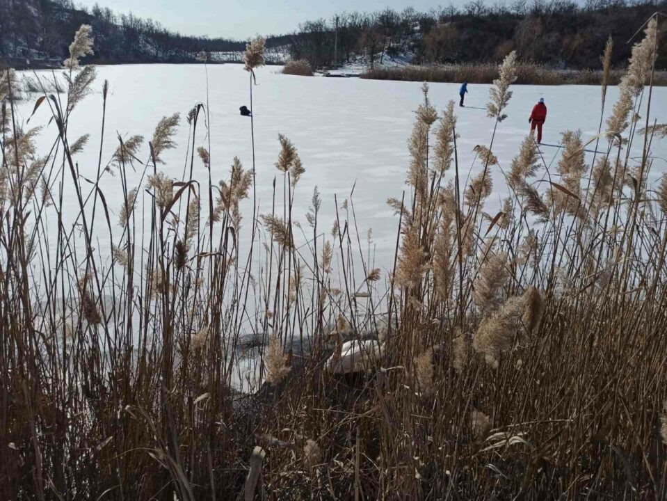 В Покрове спасли лебедя, который вот-вот мог погибнуть (ФОТО) - рис. 1
