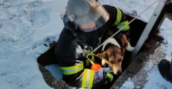 В Перещепино сотрудники ГСЧС спасли собаку - рис. 15