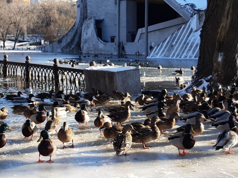 Озеро в парке Глобы замерзло: утки ходят по обледеневшим аллеям (ФОТО) - рис. 3