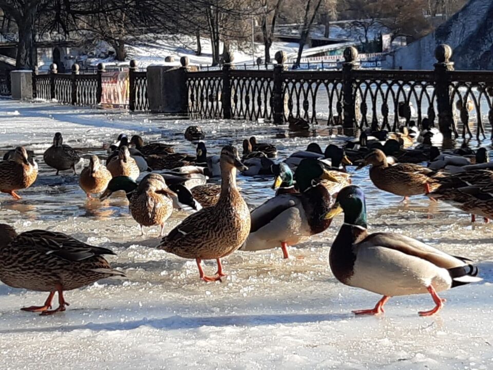 Озеро в парке Глобы замерзло: утки ходят по обледеневшим аллеям (ФОТО) - рис. 4