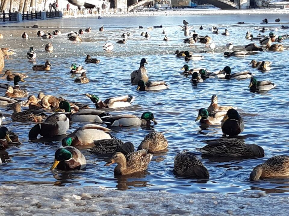 Озеро в парке Глобы замерзло: утки ходят по обледеневшим аллеям (ФОТО) - рис. 1