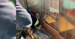 В Днепре спасли застрявшего в вольере пса - рис. 3