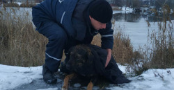 В Днепре спасатели вытащили собаку, которая провалилась под лед - рис. 16