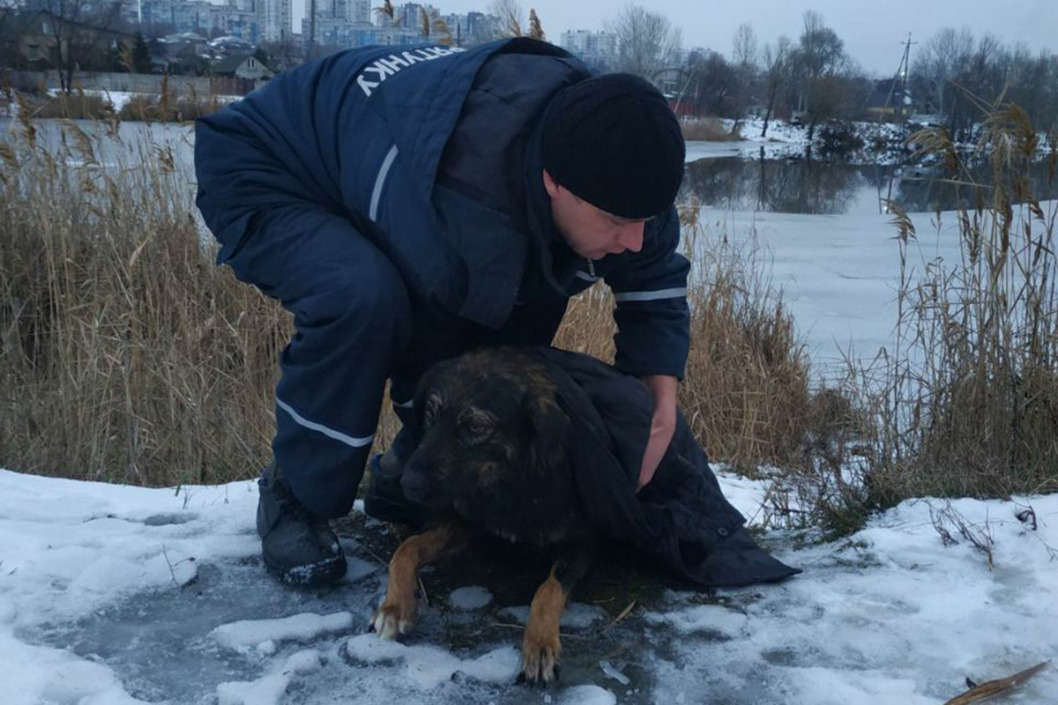 В Днепре спасатели вытащили собаку, которая провалилась под лед - рис. 1
