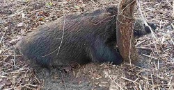 В лесу на Днепропетровщине в ловушке браконьеров погибла беременная самка дикого кабана - рис. 4