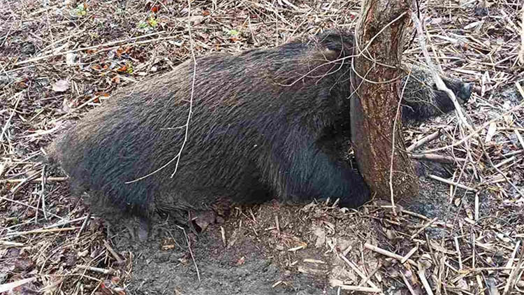 В лесу на Днепропетровщине в ловушке браконьеров погибла беременная самка дикого кабана - рис. 1