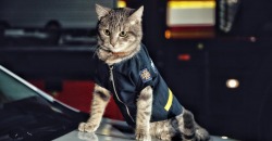 В Киеве «кот-спасатель» получил внеочередное звание майора - рис. 15