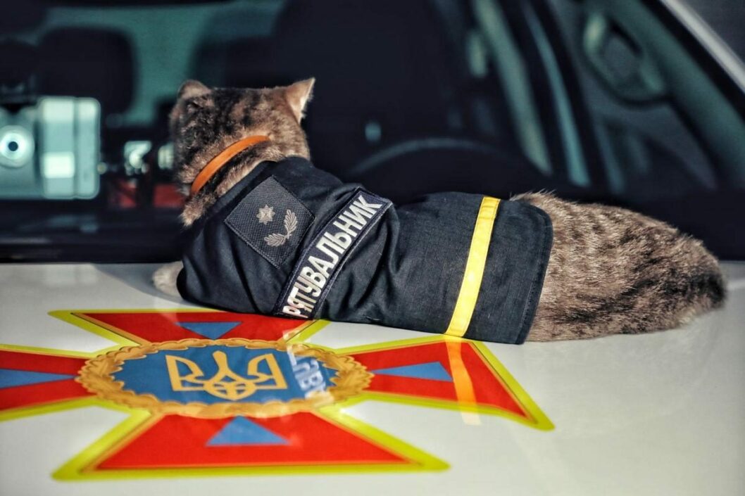 В Киеве «кот-спасатель» получил внеочередное звание майора - рис. 2