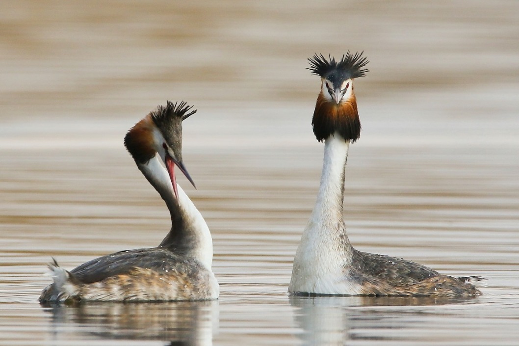 Фотограф показал снимки редких птиц, которые живут в Днепре - рис. 2