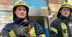 Днепровские пожарные спасли крохотных щенка и совенка - рис. 3