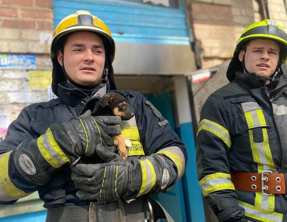Днепровские пожарные спасли крохотных щенка и совенка - рис. 1