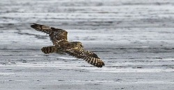 На Днепропетровщине в объектив фотоаппарата попала краснокнижная сова - рис. 1