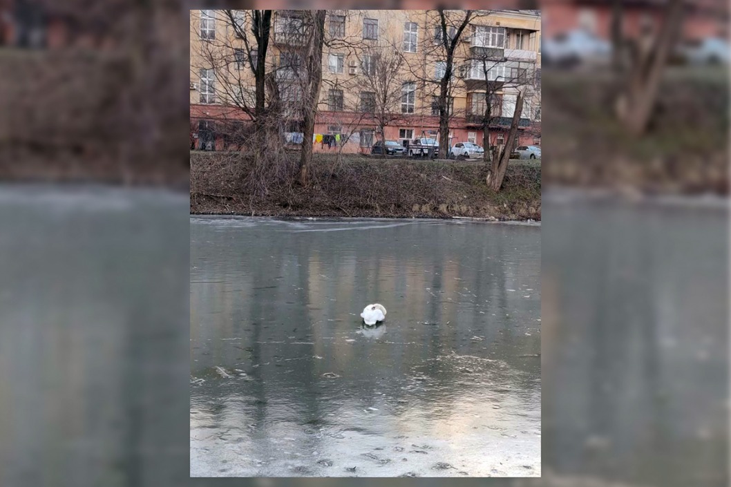 В Кривом Роге лебедь примерз ко льду: пришлось вызывать спасателей (ФОТО, ВИДЕО) - рис. 1