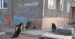 Опасные стаи: в Днепре становится все больше бродячих собак - рис. 13