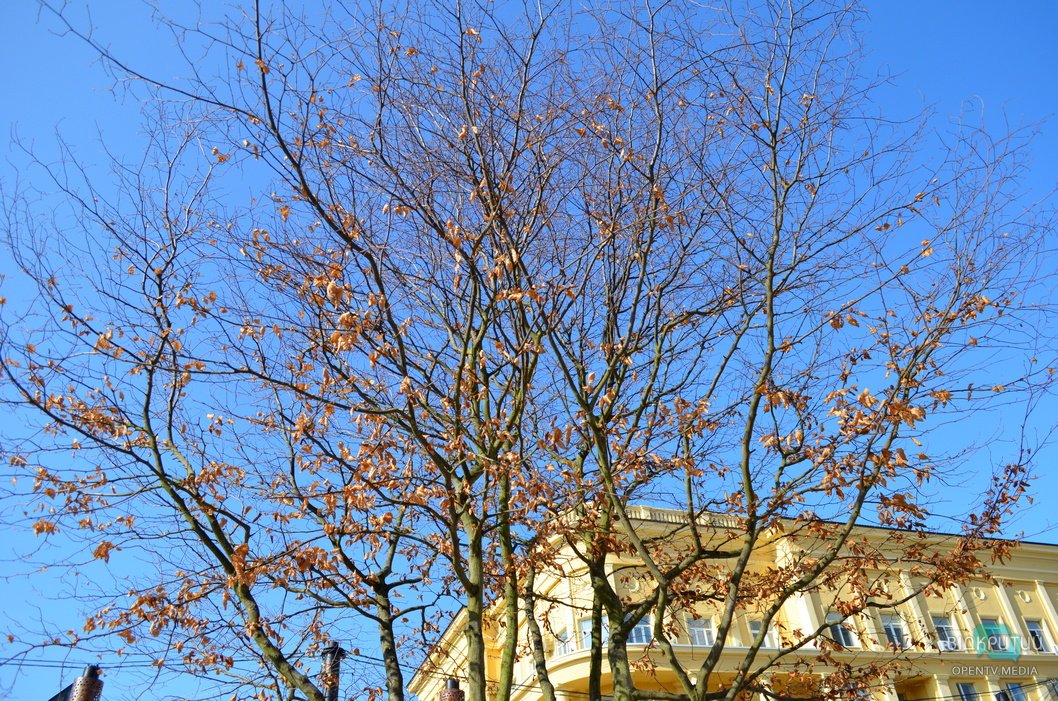 В Днепре на пешеходной улице Короленко пропало "железное дерево" - рис. 4