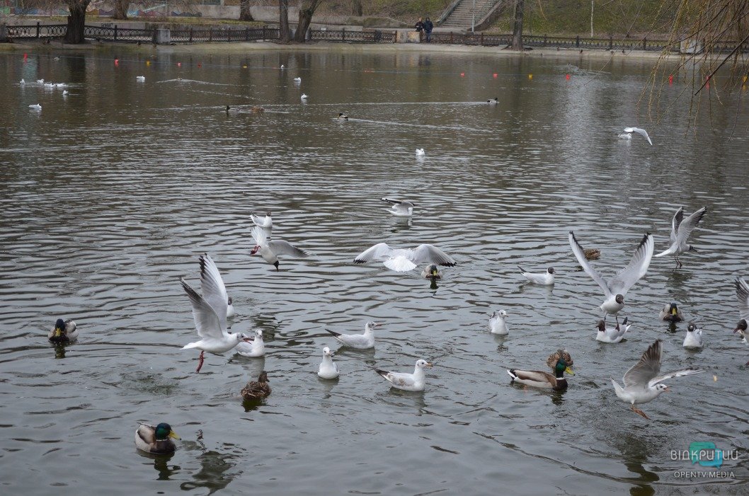 Атмосфера выходного дня: в днепровском парке Глобы утки разгуливают по аллеям - рис. 4