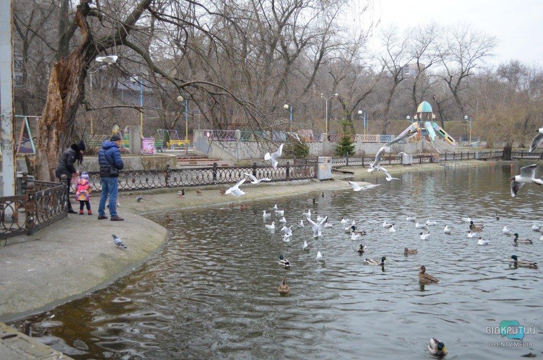 Атмосфера выходного дня: в днепровском парке Глобы утки разгуливают по аллеям - рис. 5