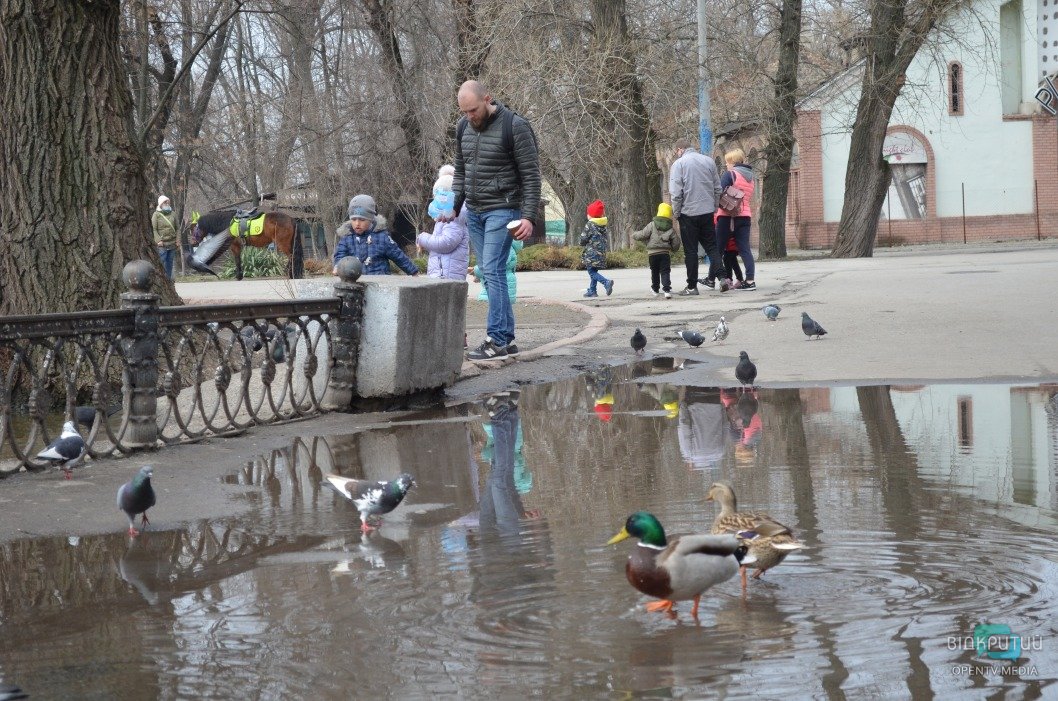 Атмосфера выходного дня: в днепровском парке Глобы утки разгуливают по аллеям - рис. 10
