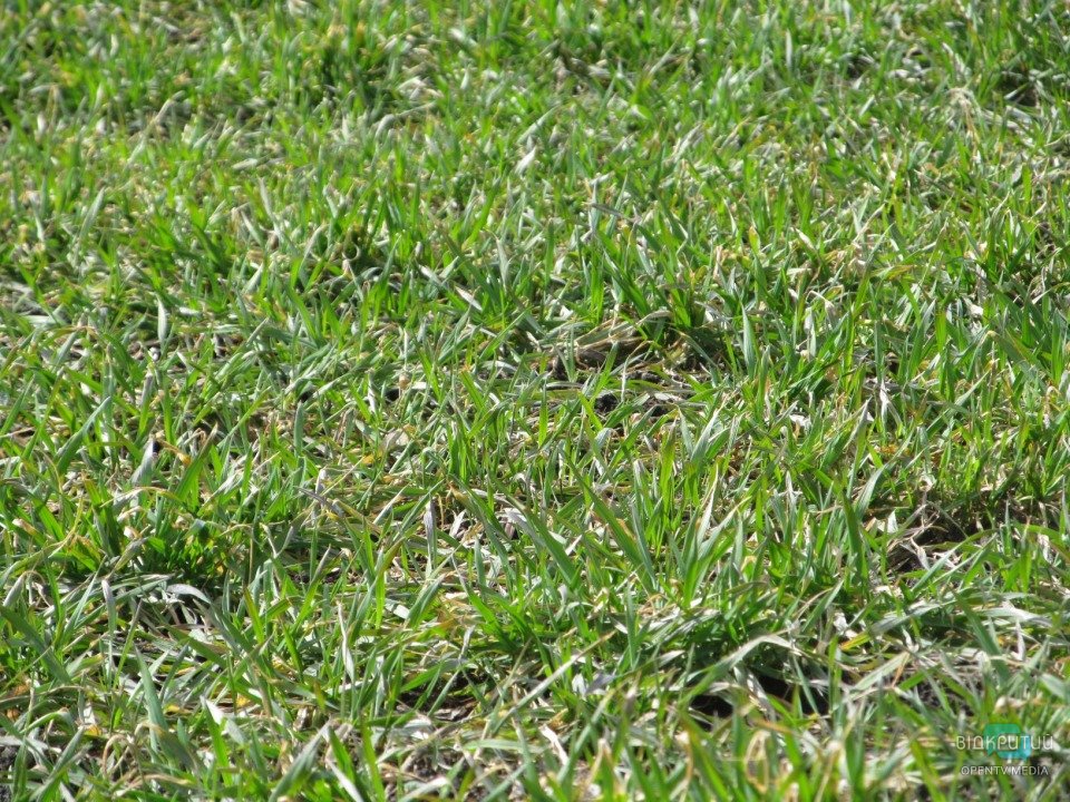 На Днепропетрощине ожидается отличный урожай озимых - рис. 3