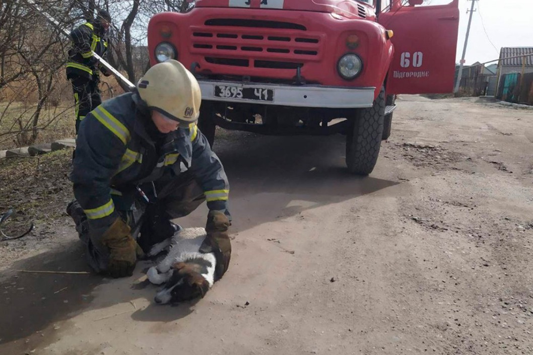 Под Днепром спасатели достали из реки замерзшую собаку - рис. 3