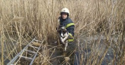 Под Днепром спасатели достали из реки замерзшую собаку - рис. 10
