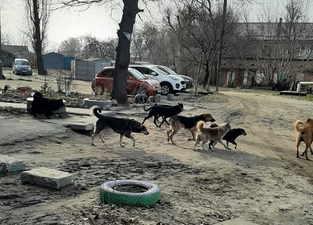 Живое дерево вместо железного и электричка на Кривой Рог: ТОП-5 новостей недели в Днепре - рис. 6