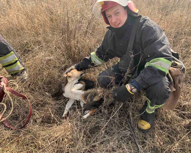 В Желтых Водах спасли собаку, провалившуюся в открытый канализационный люк - рис. 2