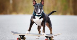 Местная знаменитость: по улицам Днепра катался пес на скейтборде - рис. 5