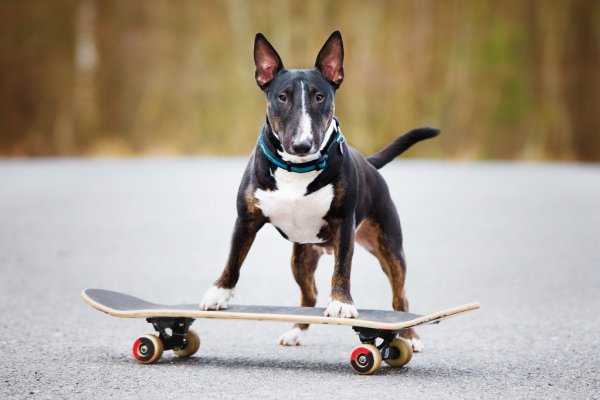 Местная знаменитость: по улицам Днепра катался пес на скейтборде - рис. 2