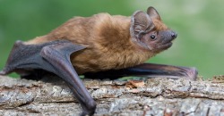 В Днепре во время ремонта балкона обнаружили колонию летучих мышей - рис. 20